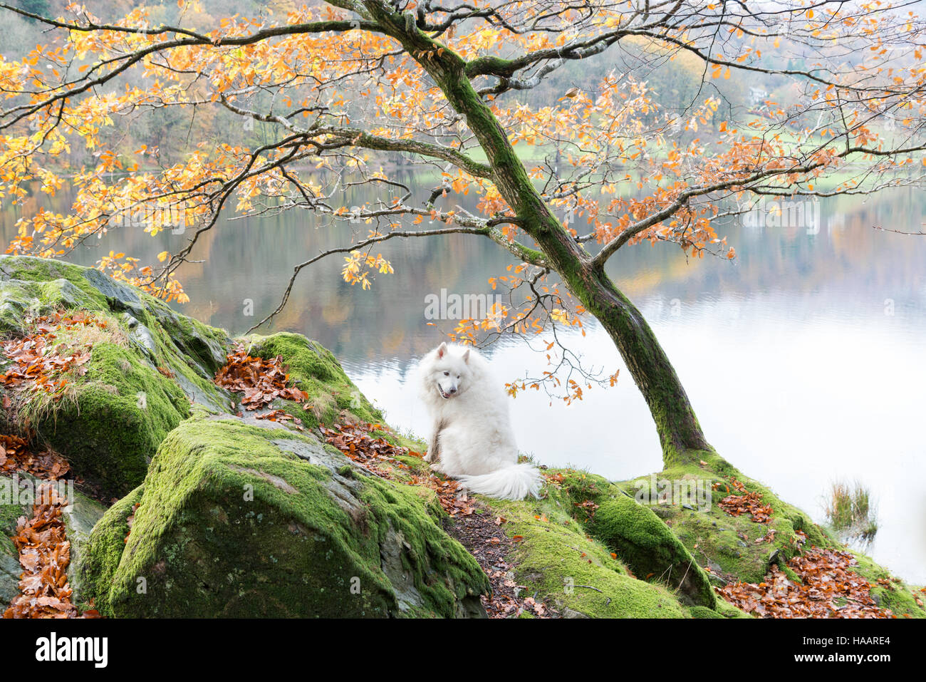 Chien samoyède surplombant le lac de Grasmere dans le Lake District, UK Banque D'Images