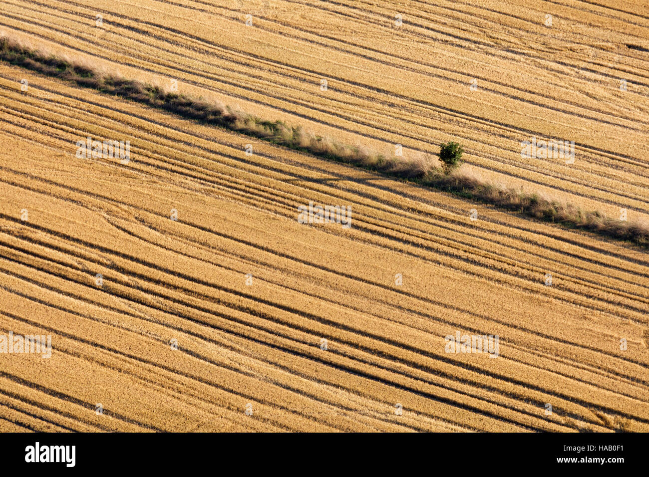 Résumé des image d'un arbre isolé dans une haie entre deux champs qui ressemblent à corduroy après la récolte Banque D'Images