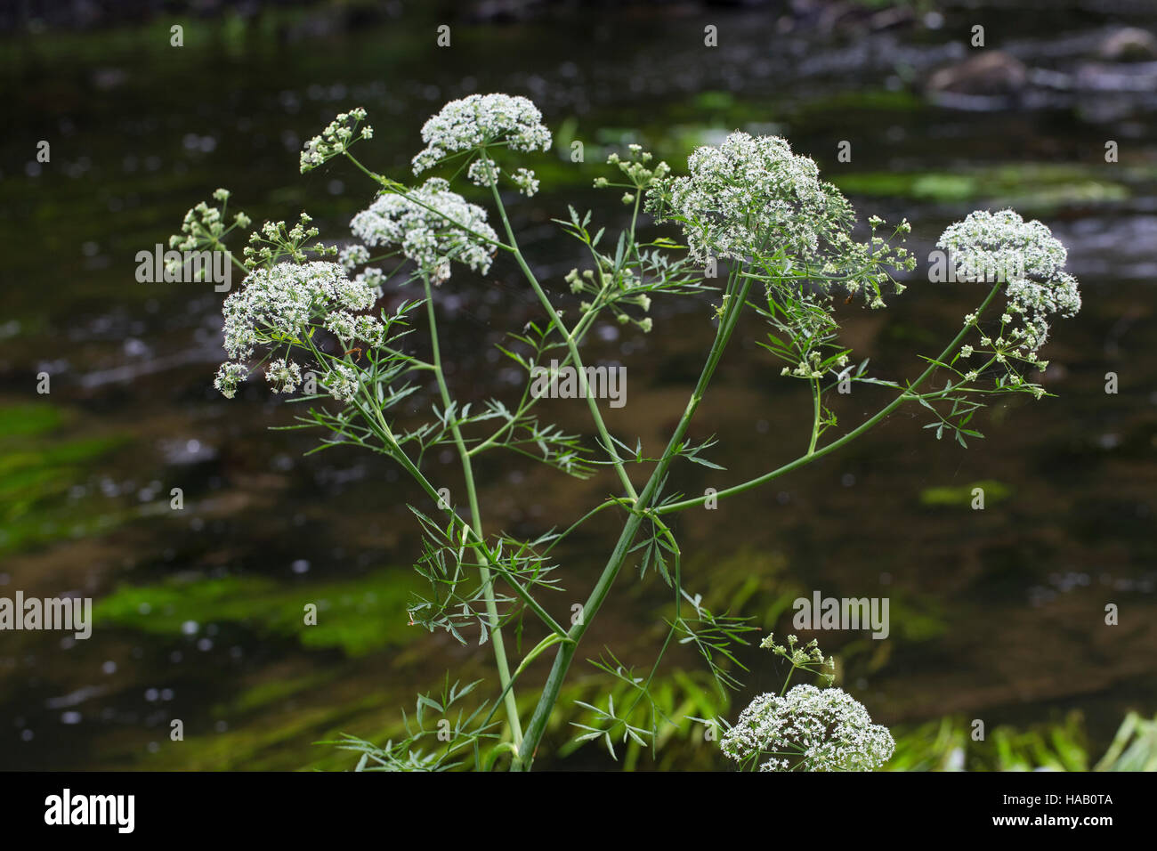 Wasserschierling Wasser-Schierling, Schierling, Cicuta virosa, Wüterich, virosum Cowbane Selinum,,, dans le Nord de la Pruche de l'eau Banque D'Images