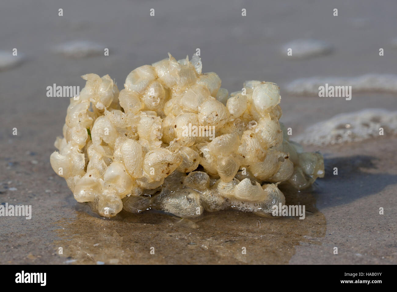 Wellhornschnecke Wellhorn-Schnecke Eiballen,,, Eikapseln am Strand, Eier, Ei, Buccinum undatum, Laich, Coxe, buccin commun européen comestibles, buccin, vague Banque D'Images