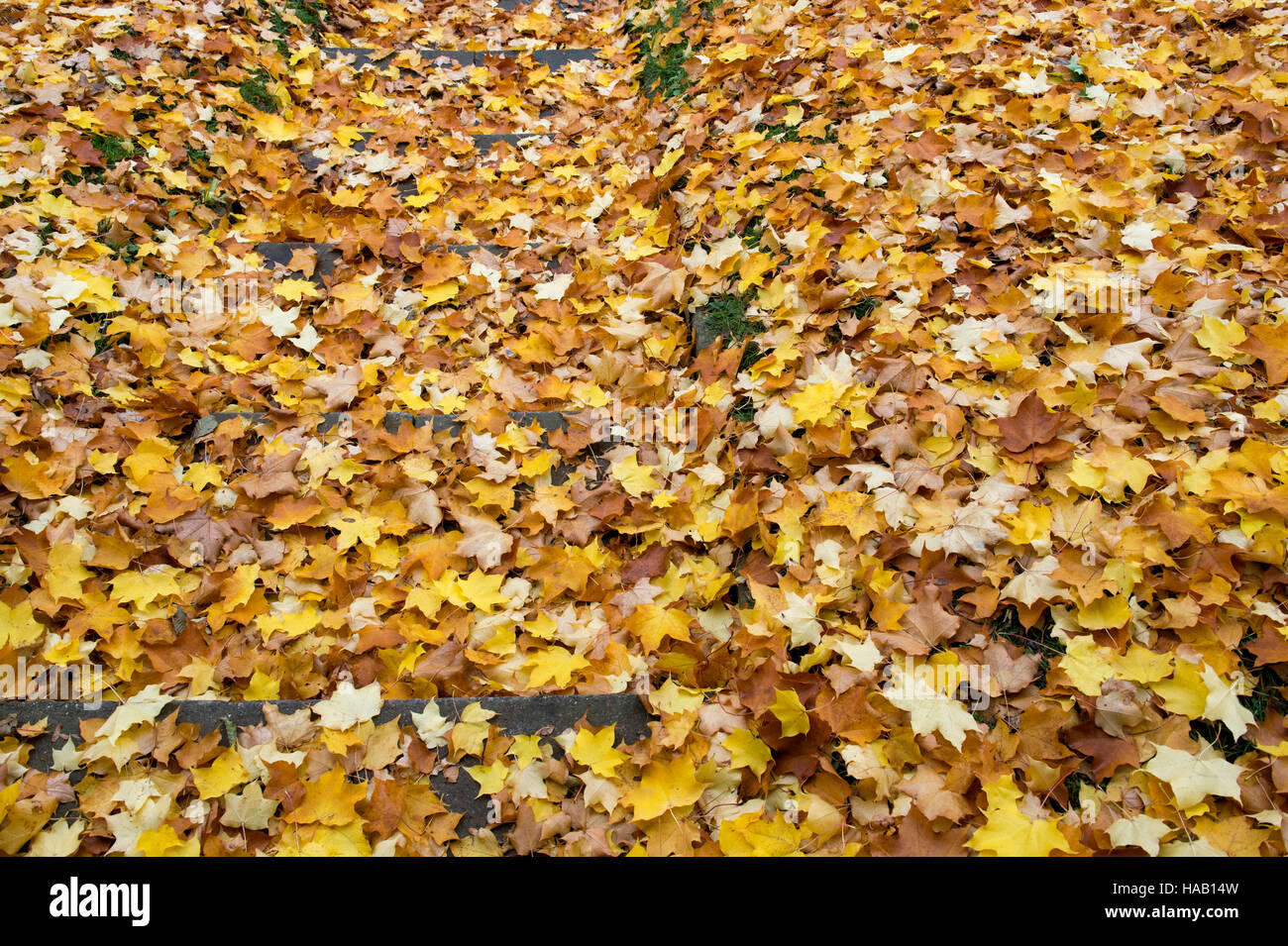 Acer Saccharum. Les feuilles des arbres d'érable à sucre à l'automne sur des marches en pierre. Arles, France Banque D'Images