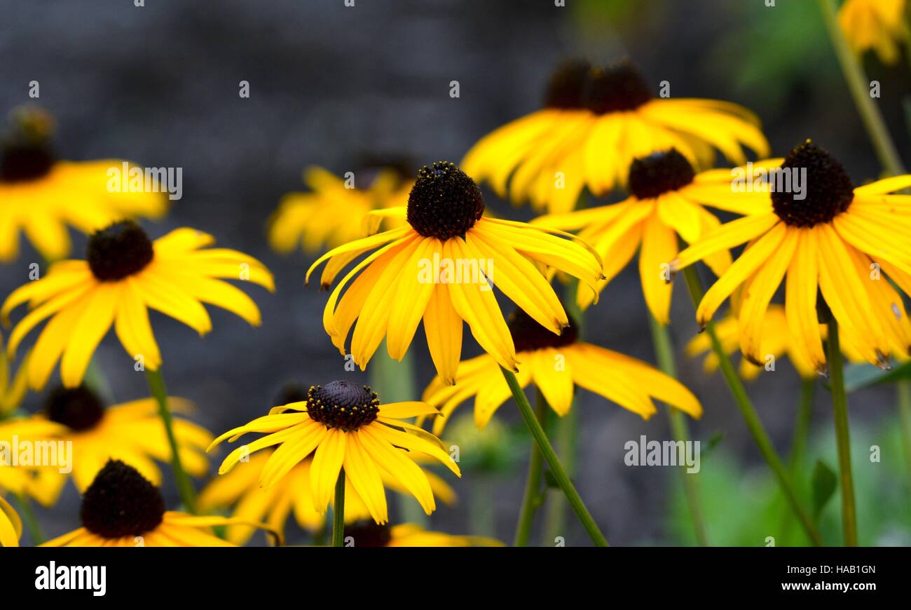 Rudbeckia également connu sous le nom de Black-Eyed Susan Banque D'Images