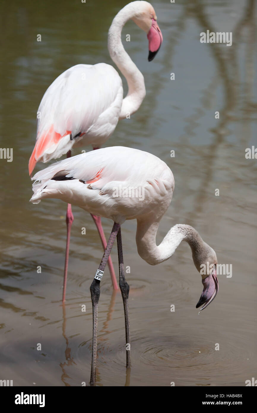 Flamant rose (Phoenicopterus roseus). Banque D'Images