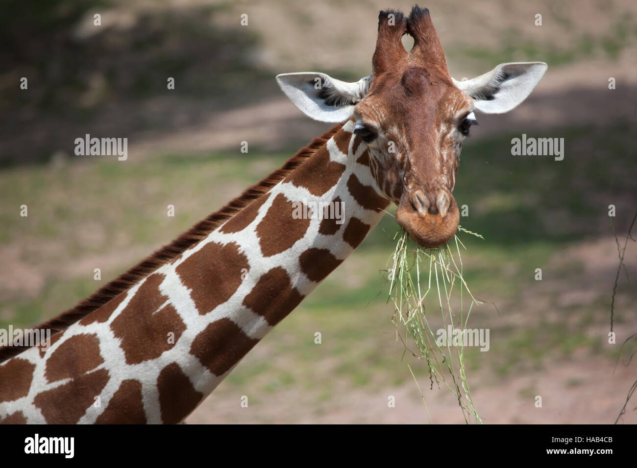 Giraffe réticulée (Giraffa camelopardalis reticulata), également connu sous le nom de la girafe. Banque D'Images