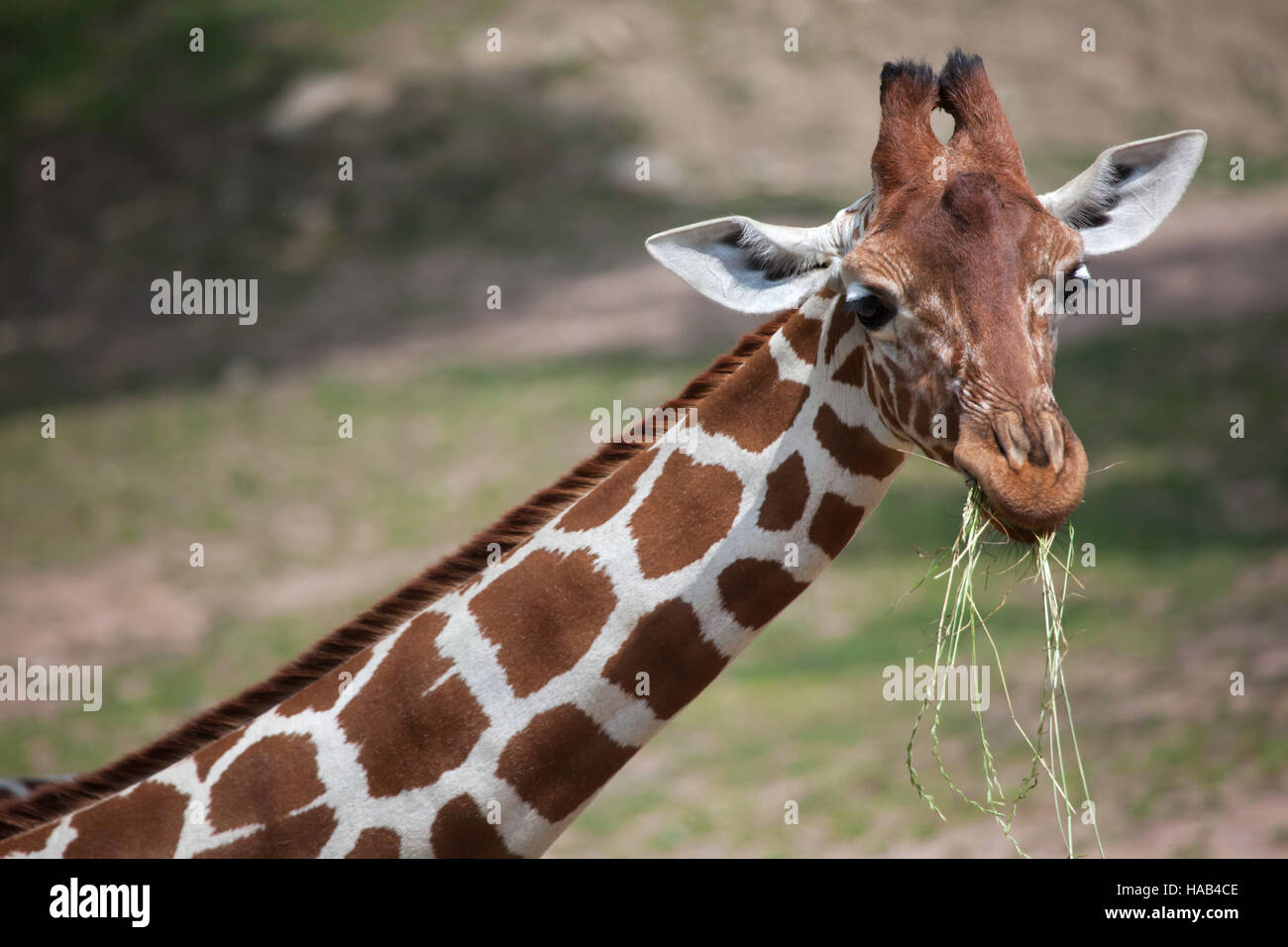 Giraffe réticulée (Giraffa camelopardalis reticulata), également connu sous le nom de la girafe. Banque D'Images