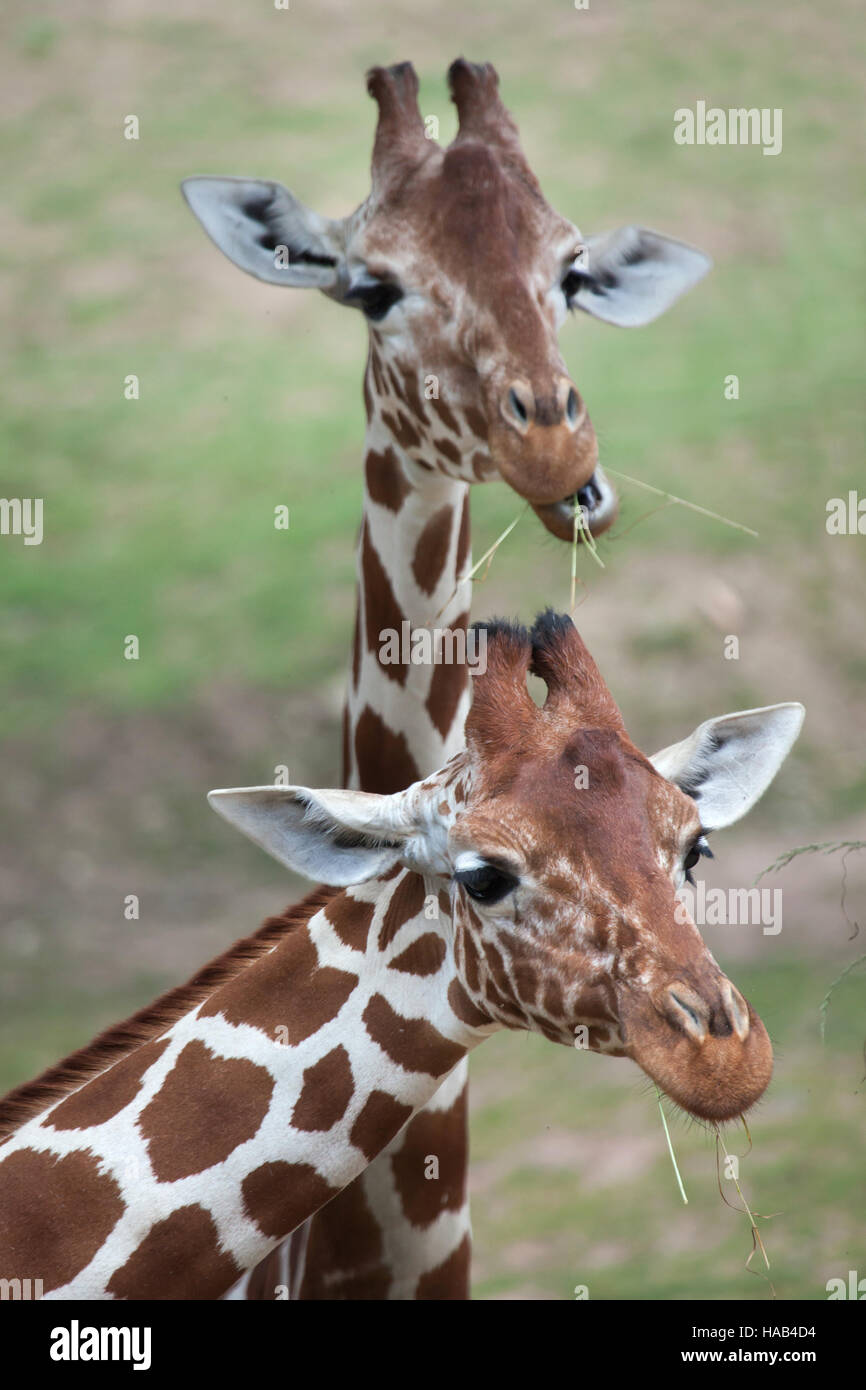 Giraffe réticulée (Giraffa camelopardalis reticulata), également connu sous le nom de la girafe. Banque D'Images