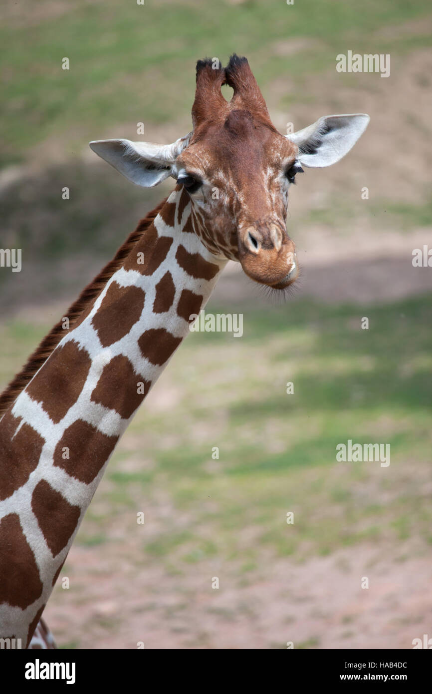 Giraffe réticulée (Giraffa camelopardalis reticulata), également connu sous le nom de la girafe. Banque D'Images