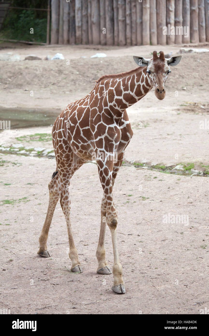 Giraffe réticulée (Giraffa camelopardalis reticulata), également connu sous le nom de la girafe au Zoo de Somaliens Brno en Moravie du Sud, en République tchèque. Banque D'Images