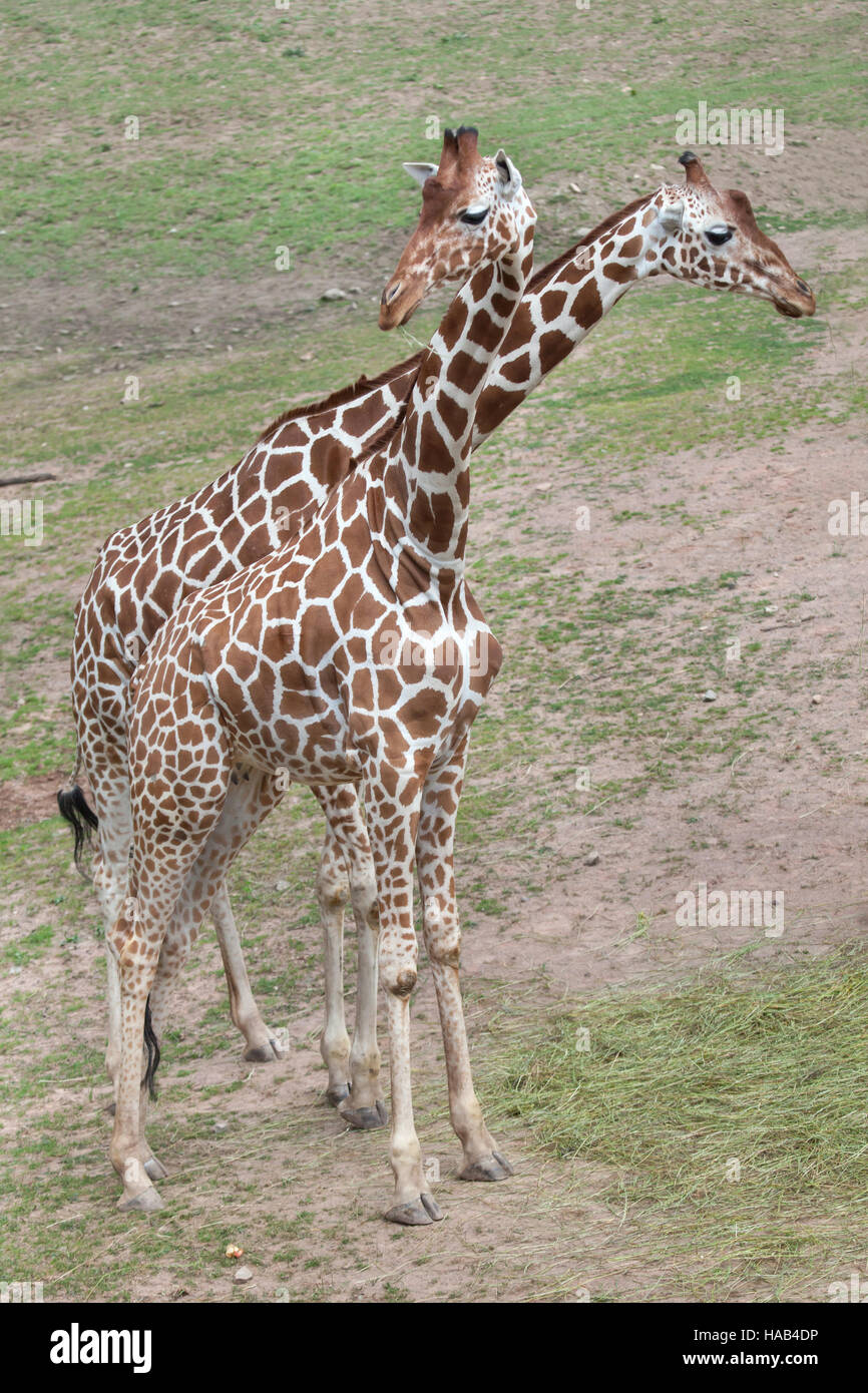 Giraffe réticulée (Giraffa camelopardalis reticulata), également connu sous le nom de la girafe. Banque D'Images