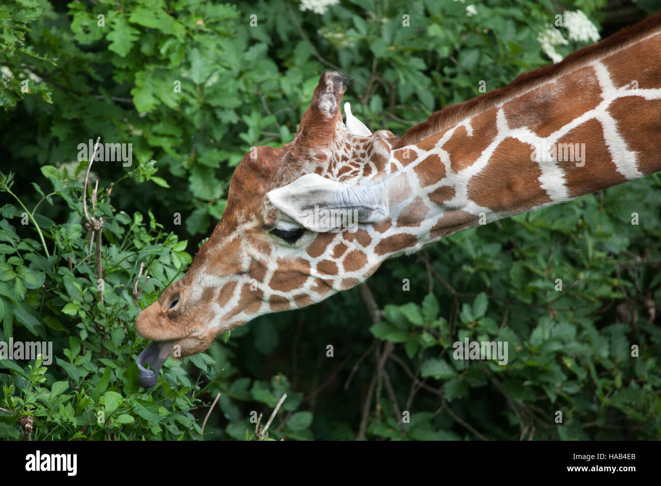 Giraffe réticulée (Giraffa camelopardalis reticulata), également connu sous le nom de la girafe. Banque D'Images