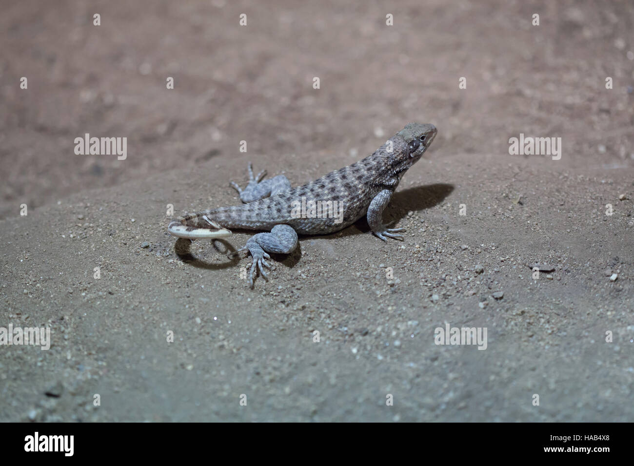 Le lézard curly nord (Leiocephalus carinatus). Banque D'Images