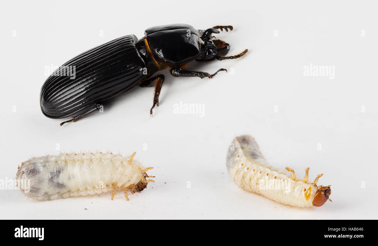 Près d'adultes et les larves de stades de l'iguane noir brillant scarabée, Odontotaenius disjunctus. On trouve dans le journal décomposé en Caroline du Nord Banque D'Images