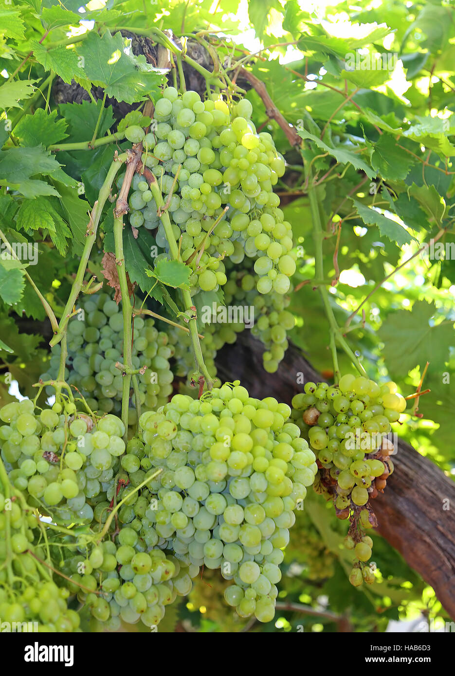 Les grandes grappes de raisins blancs bien mûrs sur vigne en automne Banque D'Images