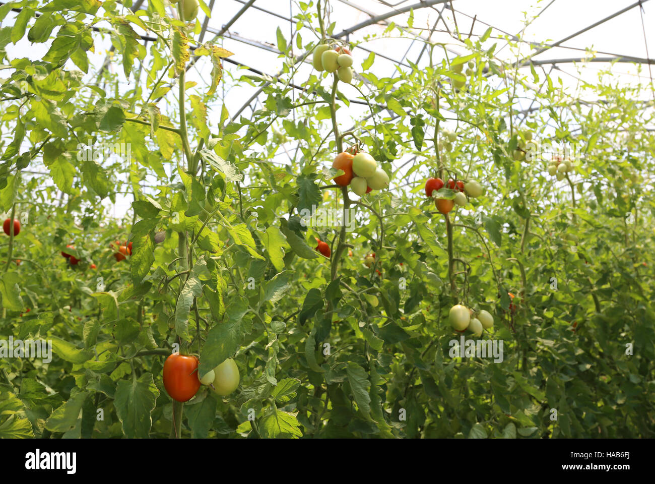 Tomates mûres cultivées dans une serre à une température contrôlée Banque D'Images