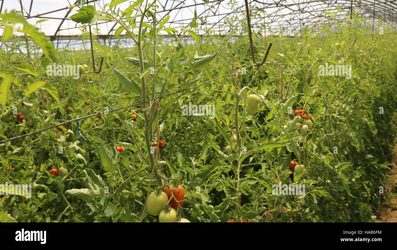 Les tomates cultivées en serre à température contrôlée Banque D'Images