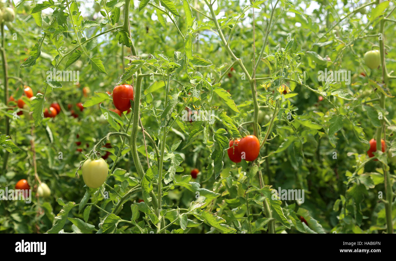 Tomates mûres cultivées dans une serre à une température contrôlée Banque D'Images