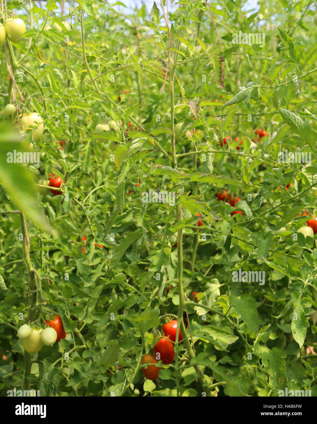 Tomates mûres cultivées dans une serre à une température contrôlée Banque D'Images