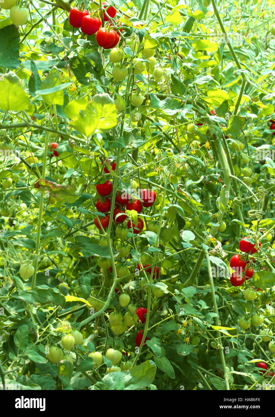 Tomates mûres cultivées dans une serre à une température contrôlée Banque D'Images