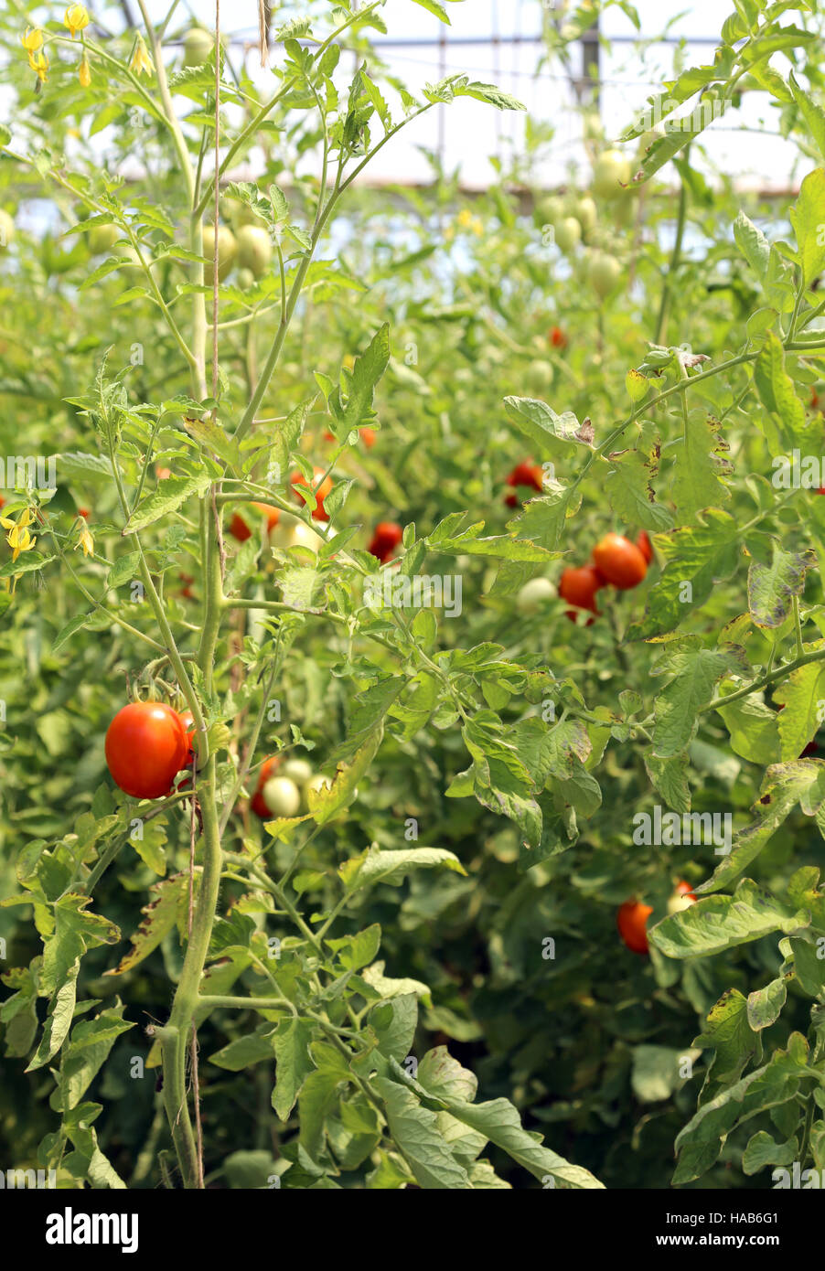 Tomates mûres cultivées dans une serre à une température contrôlée Banque D'Images