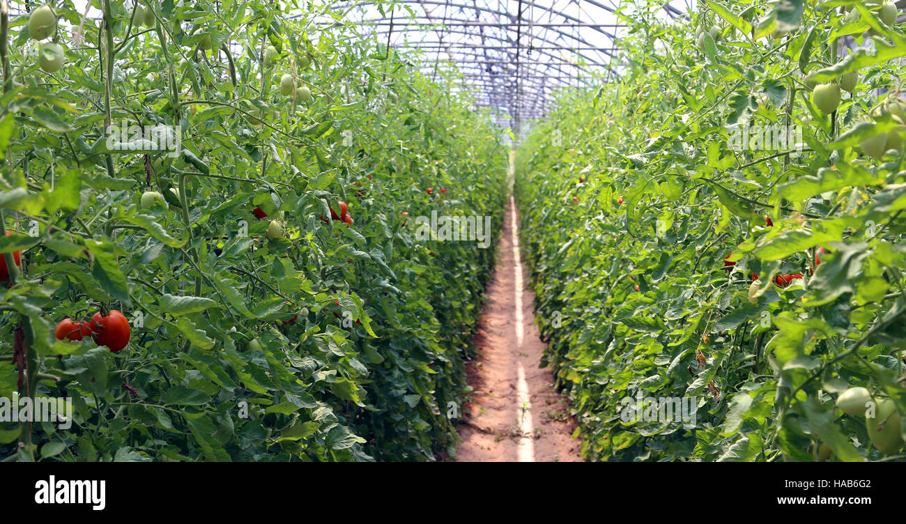 Tomates mûres cultivées dans une serre à une température contrôlée Banque D'Images