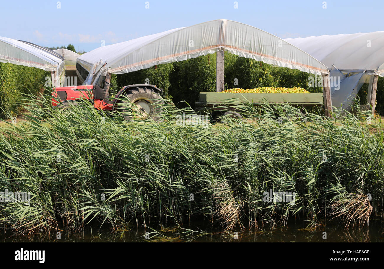 Remorque benne pleine de tomates fraîchement cueillies dans les serres Banque D'Images