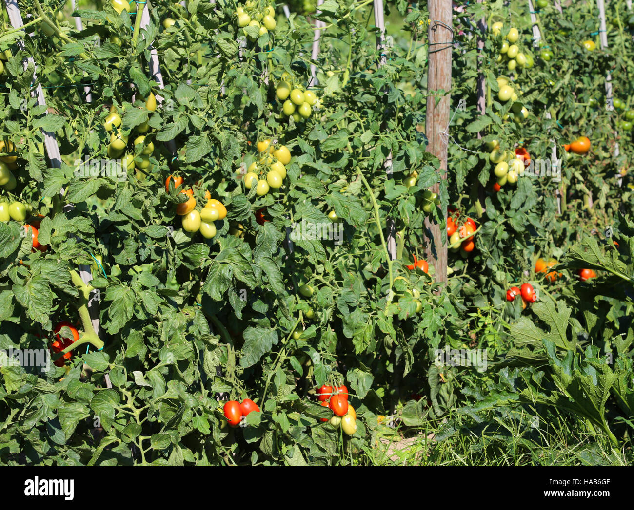 Plant de tomate avec des fruits mûrs dans l'potager en été Banque D'Images