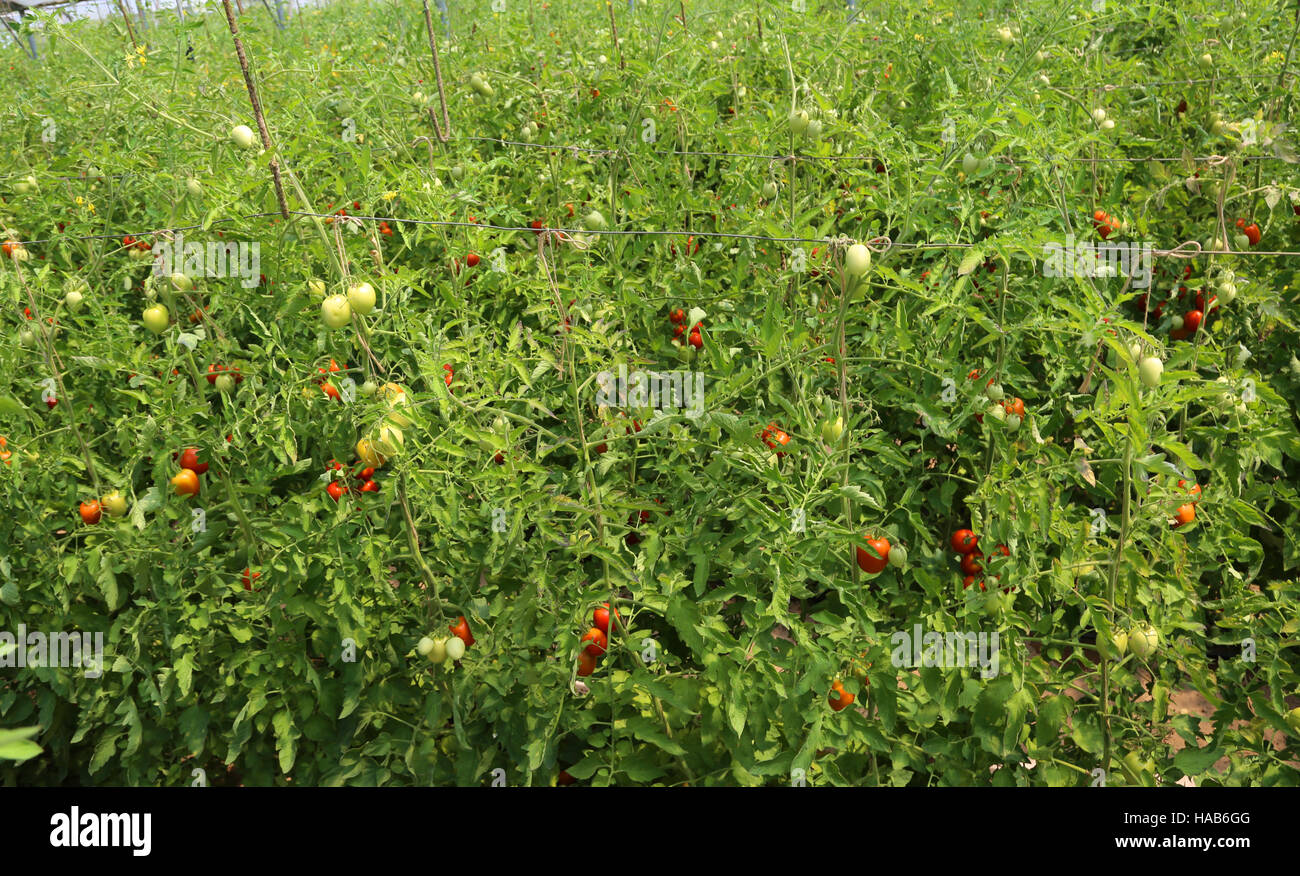Les tomates cultivées en serre Banque D'Images