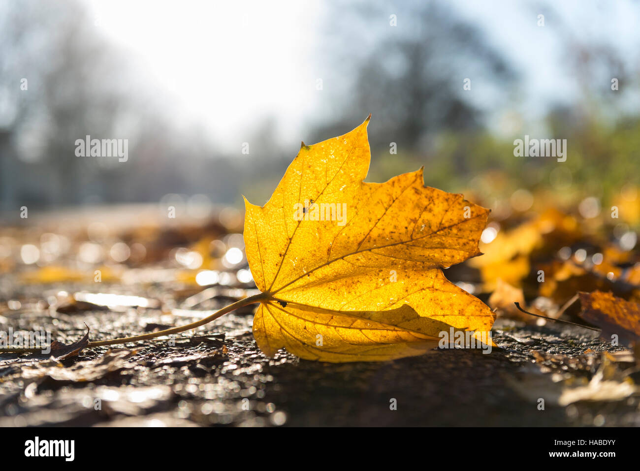 Londres, Royaume-Uni. 29 Nov, 2016. Un froid de commencer la journée à Rickmansworth Aquadrome dans le nord-ouest de Londres, en tant que sous-zéro la nuit a produit une épaisse couche de givre le matin. Les températures devraient être encore plus froid ce soir. Crédit : Stephen Chung / Alamy Live News Banque D'Images