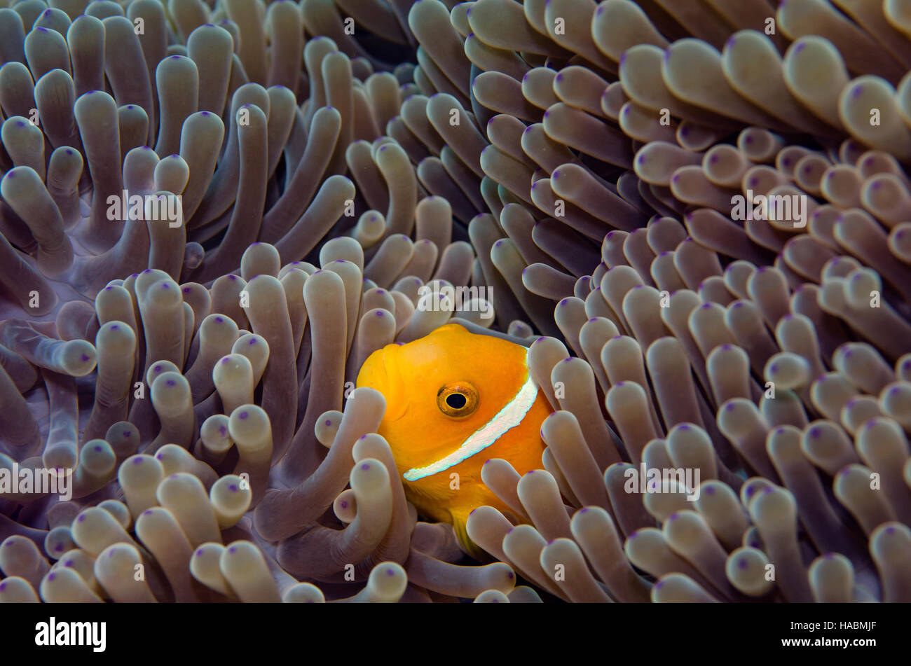 Putois poissons clowns, Amphiprion nigripes, à l'abri dans des récifs coralliens sur Anémone dans Bathala, Maldives Banque D'Images