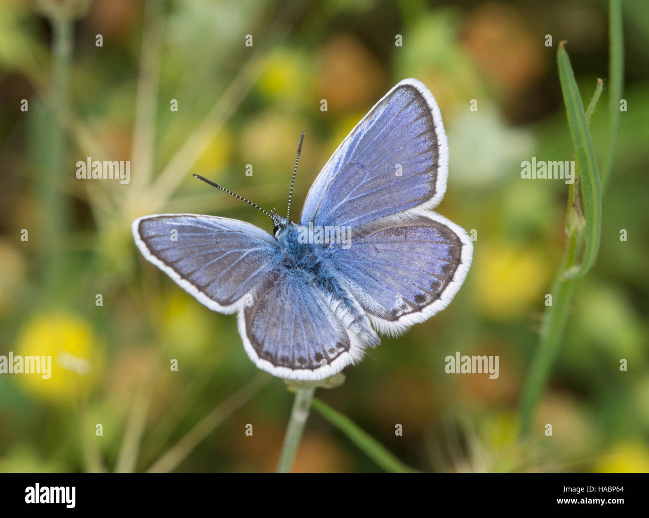 Les Idas blue butterfly (Plebejus idas) sur les fleurs sauvages dans le sud de la Grèce Banque D'Images