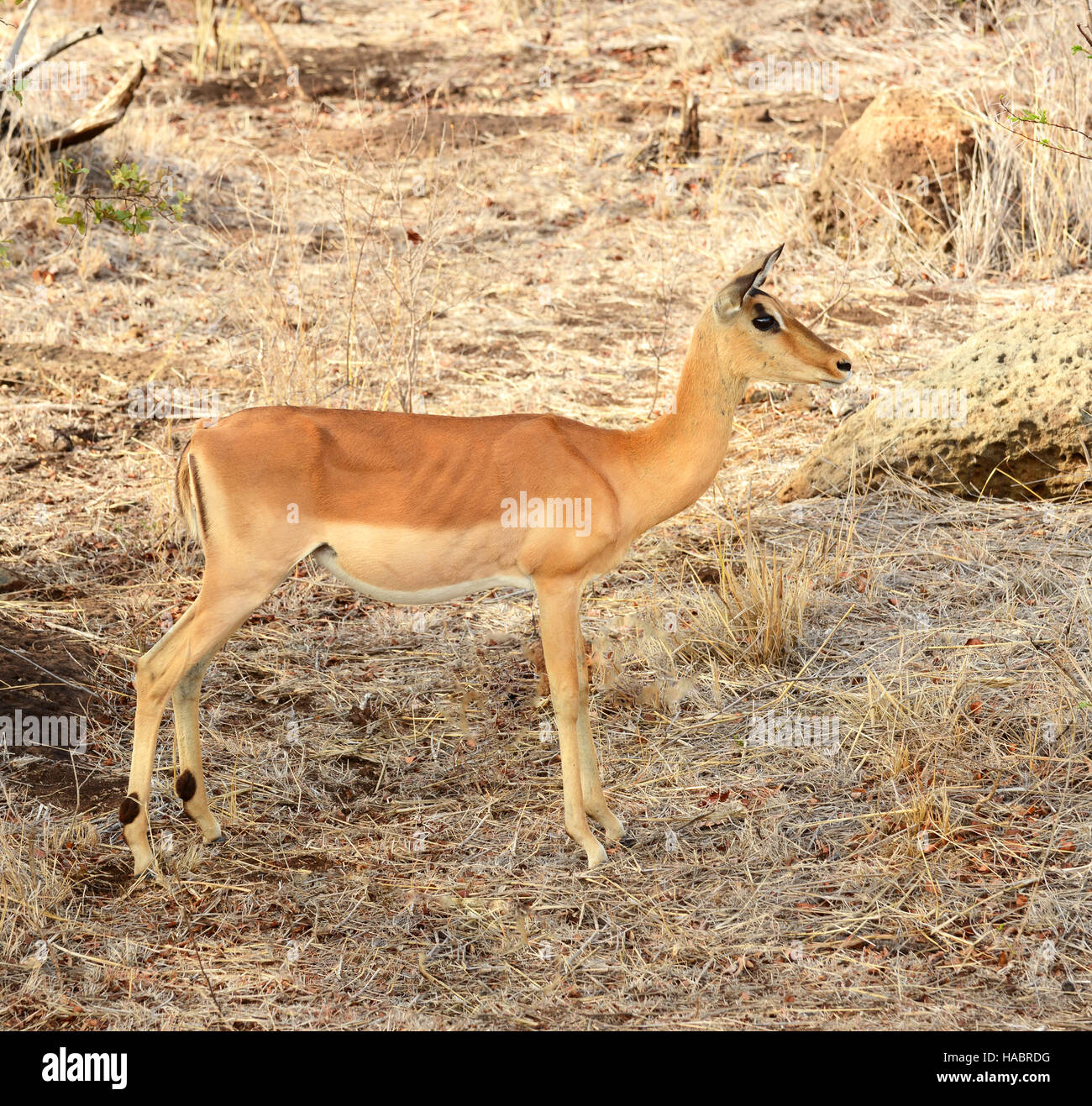 Impala femelle pour l'alimentation de pâturage au cours d'une sécheresse en Kruger National Park situé en Afrique du Sud Banque D'Images