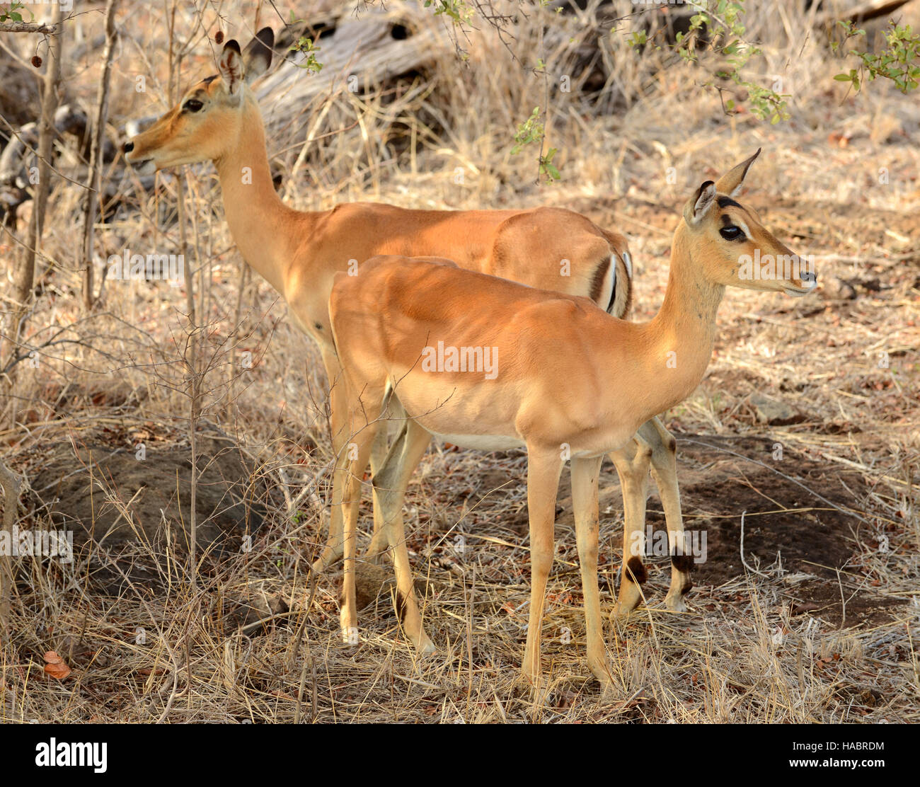 L'Impala femelle pour l'alimentation de pâturage au cours d'une sécheresse en Kruger National Park situé en Afrique du Sud Banque D'Images