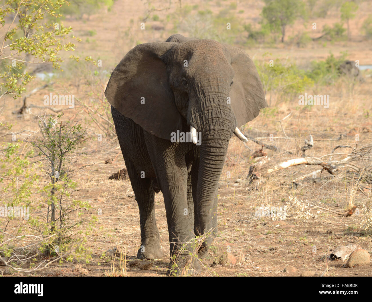 Elaphant à la recherche de nourriture pendant une sécheresse dans le parc national Kruger en Afrique du Sud. Banque D'Images