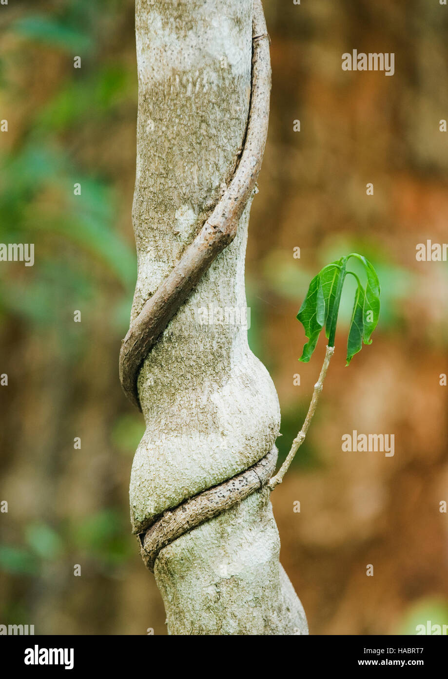 Vine étouffe petit arbre, le Parc National de Marojejy, Madagascar Banque D'Images