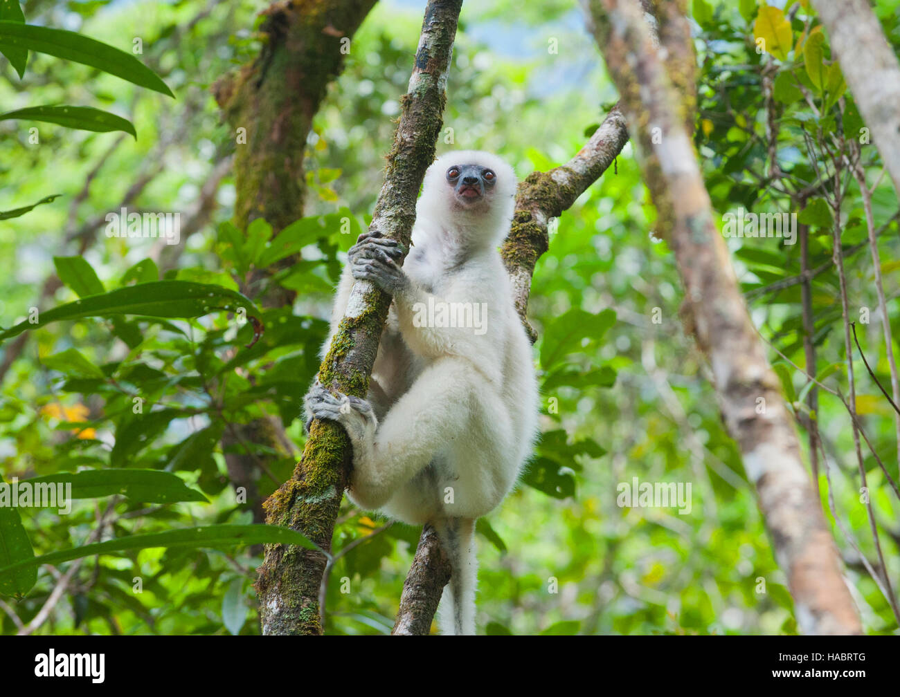 Lémurien Propithèque soyeux (Propithecus candidus) En danger critique d'extinction, le Parc National de Marojejy, Madagascar Banque D'Images