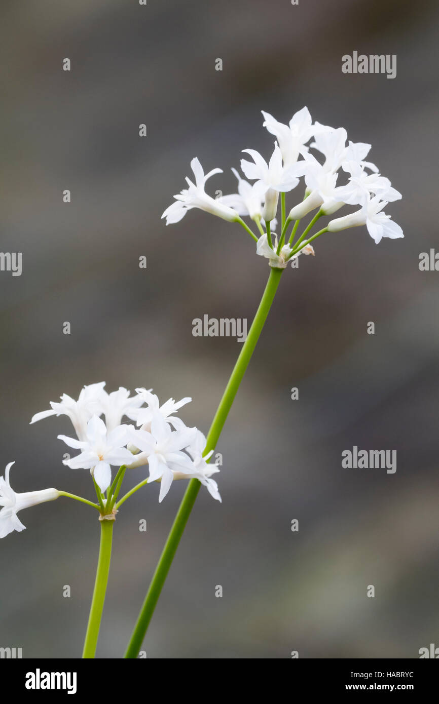 Fleurs blanches de l'Afrique du Sud, de l'ampoule Tulbaghia violacea 'Alba' Banque D'Images
