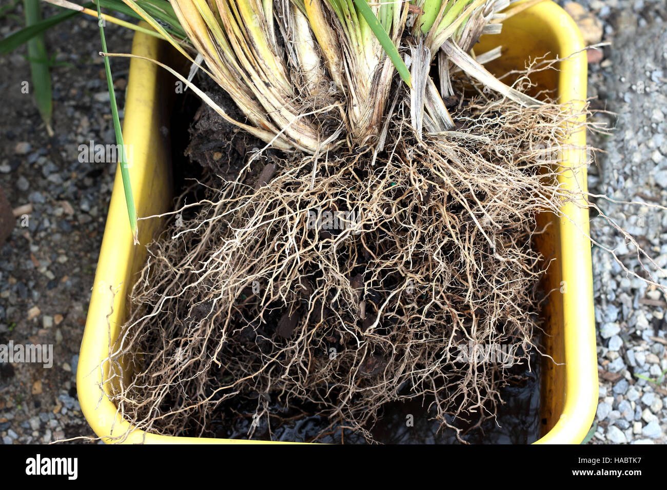 Lomandra longifolia ou également connu sous le nom de tortue à tête de Mat-rush, panier base exposés Banque D'Images