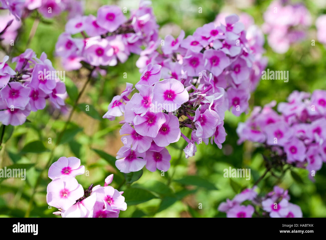 Gros plan sur les fleurs phlox de l'été fond vert feuilles Banque D'Images