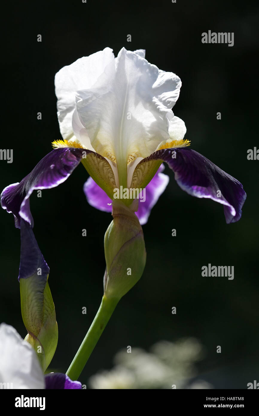 Gros plan de fleurs de l'iris à pétales blanc et bleu sur fond noir Banque D'Images