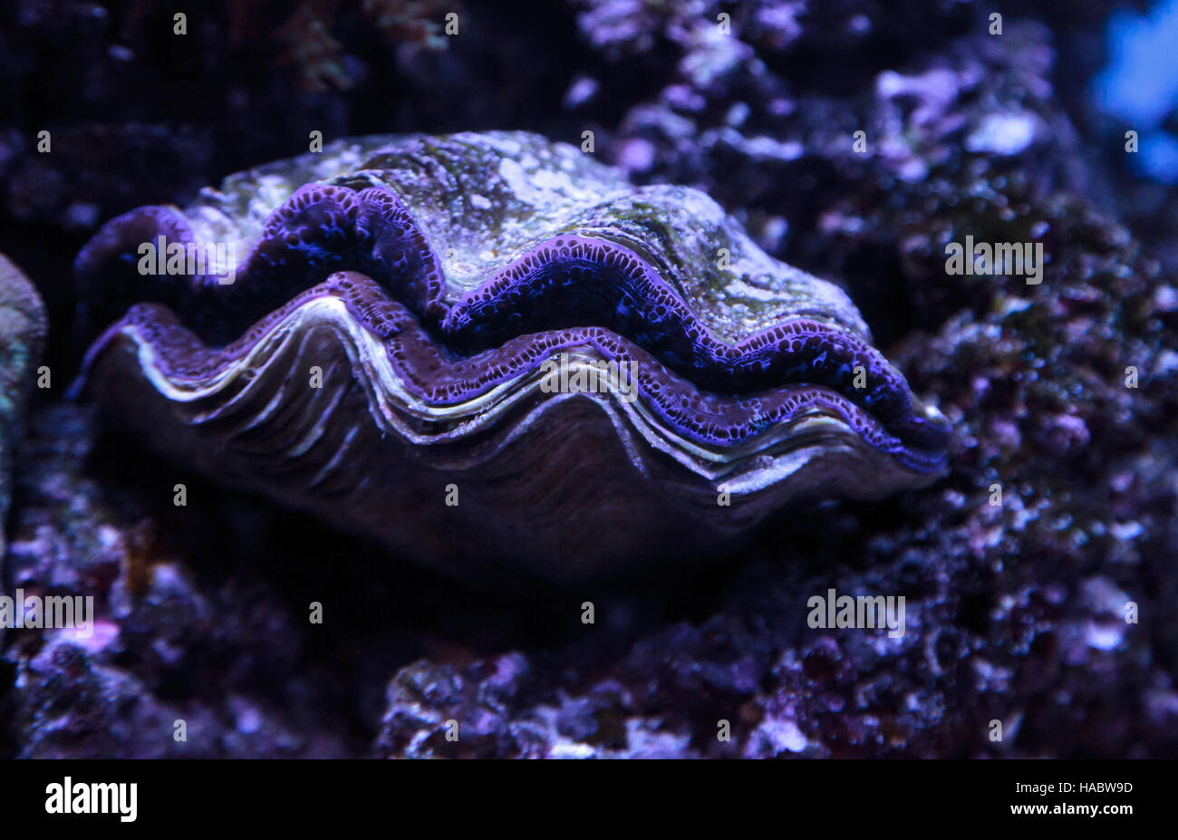 Clam Maxima bleu connu sous le nom de Tridacna maxima dans un milieu marin reef Banque D'Images