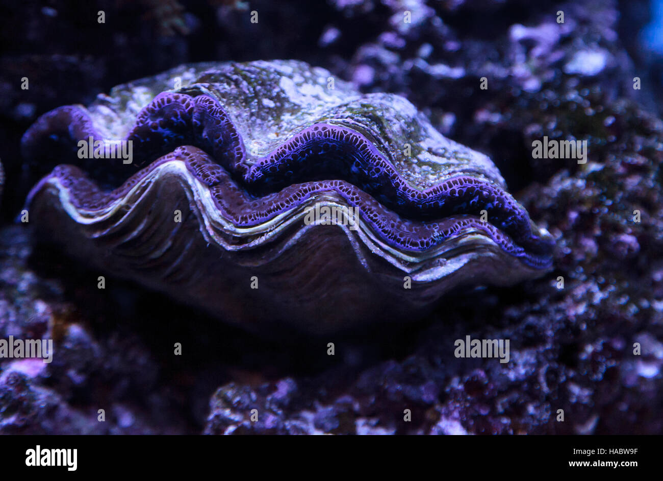 Clam Maxima bleu connu sous le nom de Tridacna maxima dans un milieu marin reef Banque D'Images