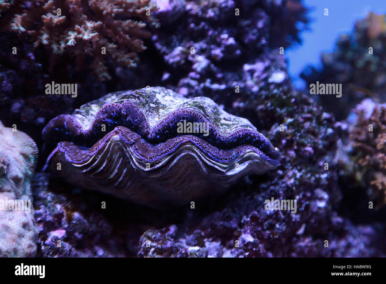 Clam Maxima bleu connu sous le nom de Tridacna maxima dans un milieu marin reef Banque D'Images