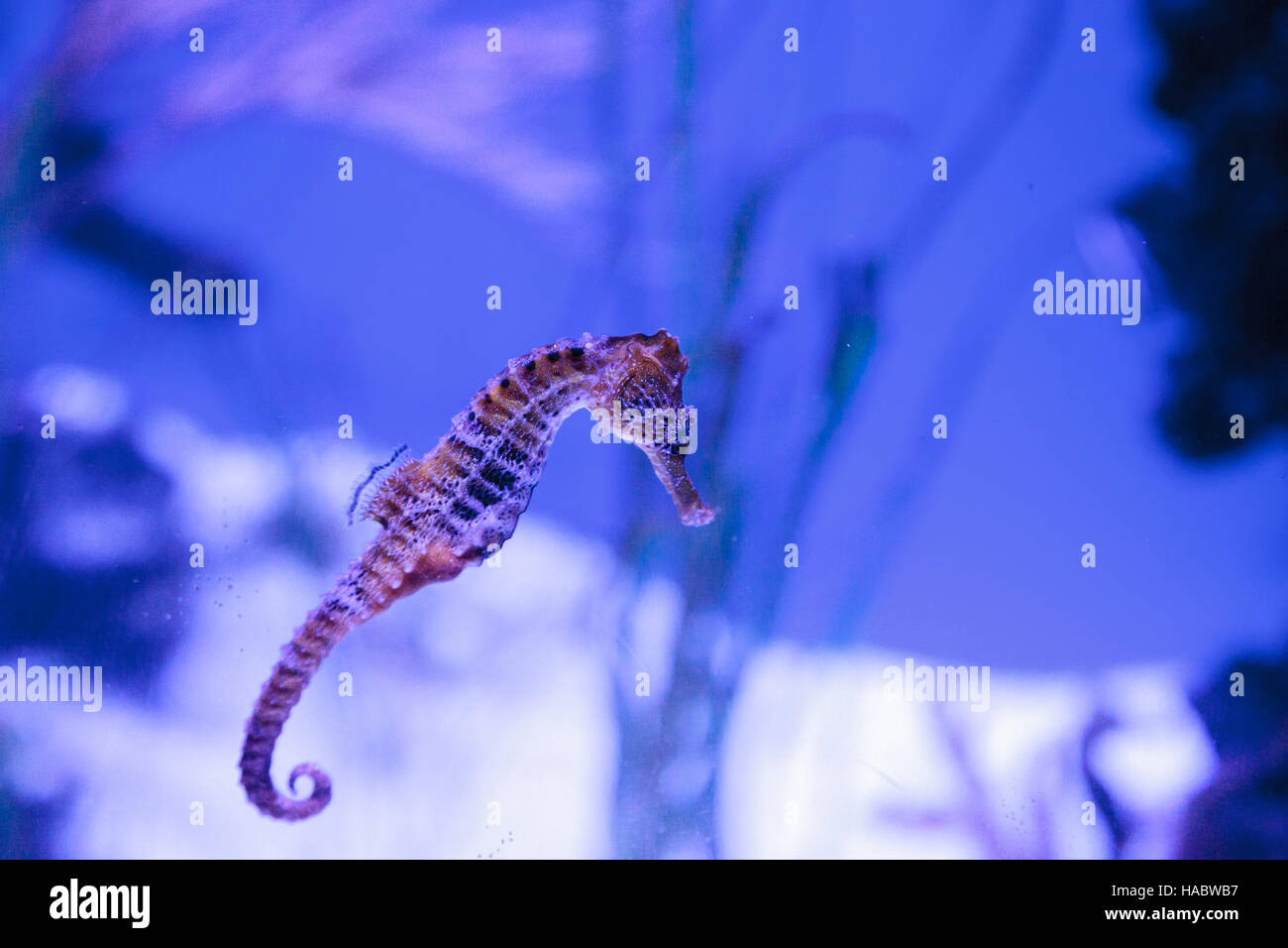 Longsnout seahorse appelé hippocampe reidi dans un aquarium marin Banque D'Images