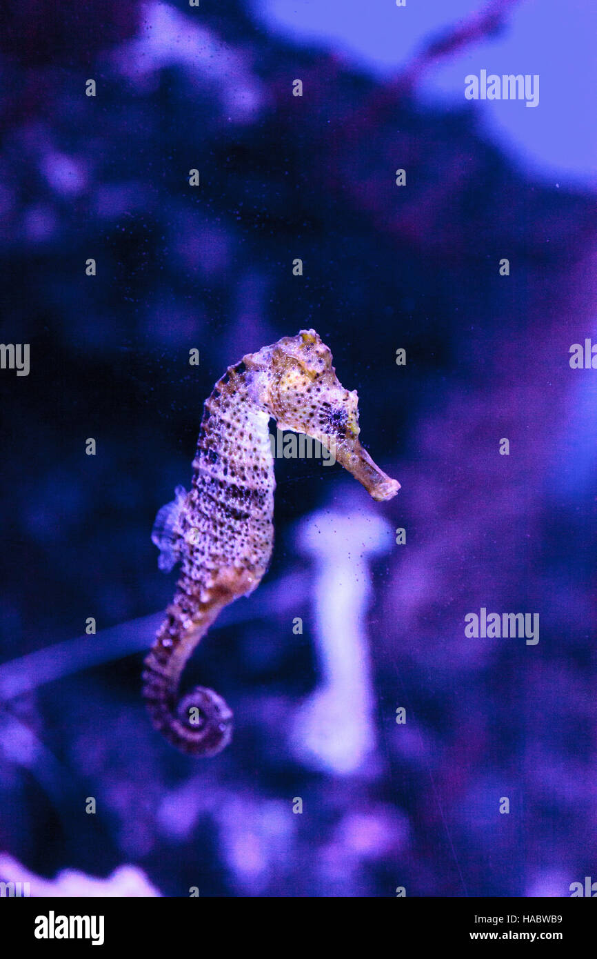 Longsnout seahorse appelé hippocampe reidi dans un aquarium marin Banque D'Images