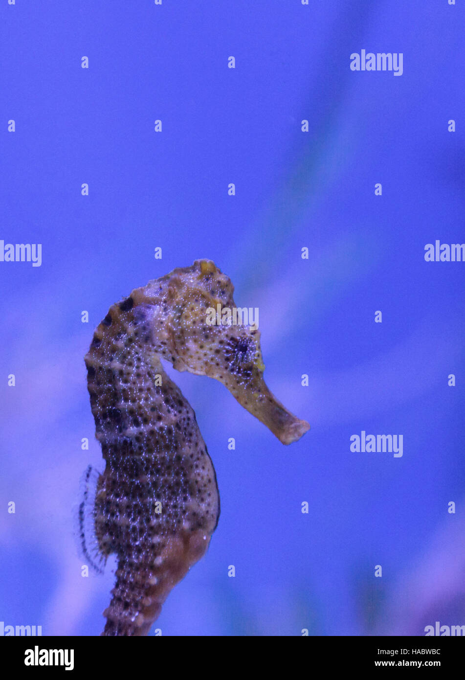 Longsnout seahorse appelé hippocampe reidi dans un aquarium marin Banque D'Images