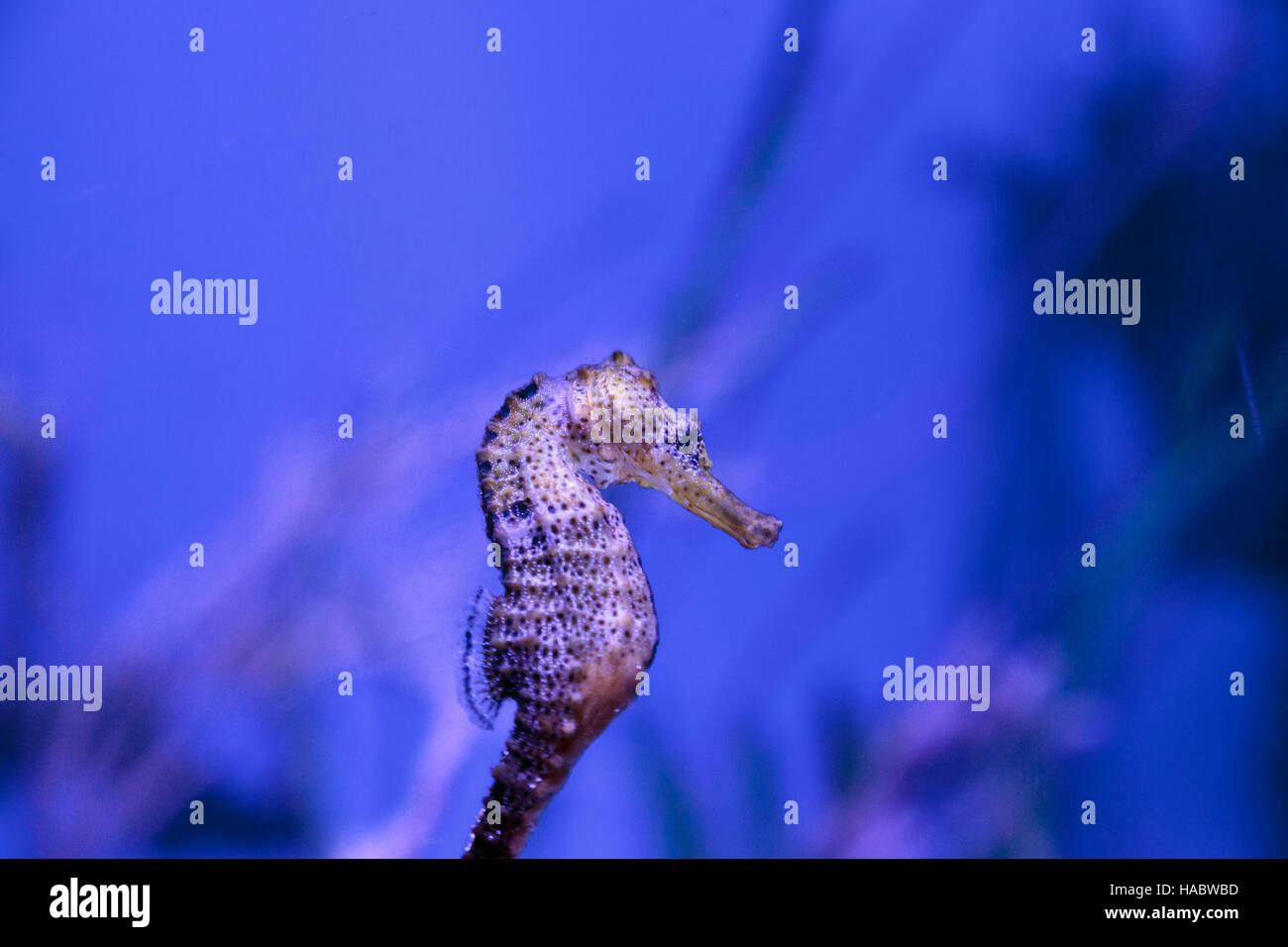 Longsnout seahorse appelé hippocampe reidi dans un aquarium marin Banque D'Images