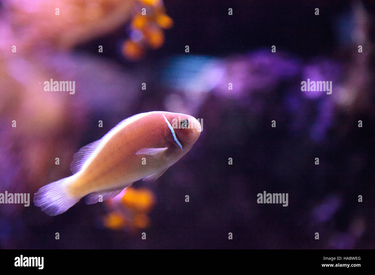 Les poissons clowns Amphiprion rose appelé perideraion est une espèce de poisson clown trouvés en Australie Banque D'Images