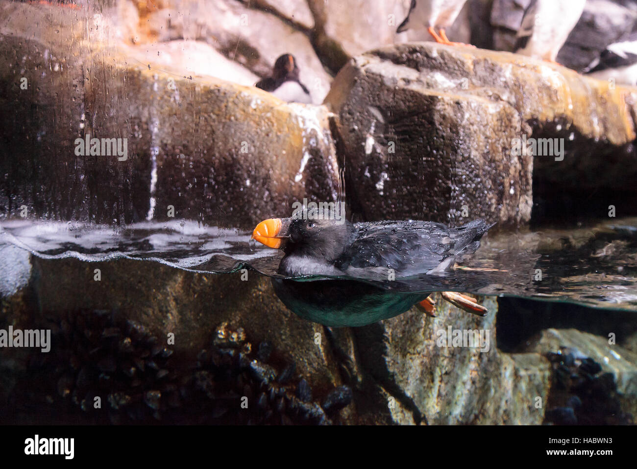 Le macareux huppé appelé Fratercula cirrhata nage et la chasse pour la nourriture dans un aquarium Banque D'Images