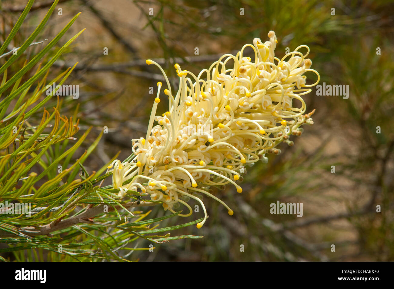 Grevillea Moonlight à Stokes Bay Bush Garden, Kangaroo Island, Australie du Sud, Australie Banque D'Images Grevillea Moonlight à Stokes Bay Bush Garden, Kangaroo Island, Australie du Sud, Australie Banque D'Images