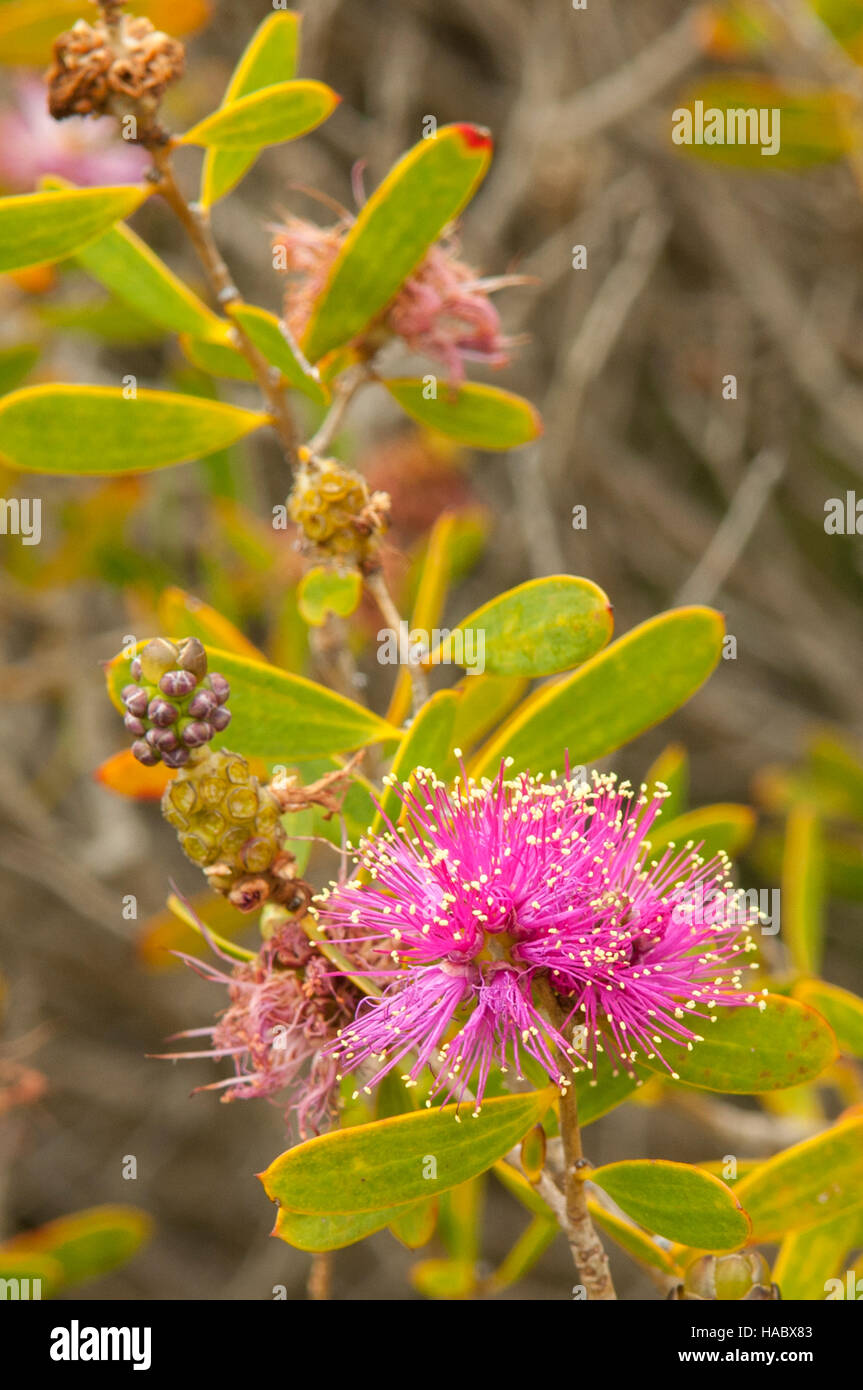 Melaleuca conothamnoides à Stokes Bay Bush Garden, Kangaroo Island, Australie du Sud, Australie Banque D'Images Melaleuca conothamnoides à Stokes Bay Bush Garden, Kangaroo Island, Australie du Sud, Australie Banque D'Images